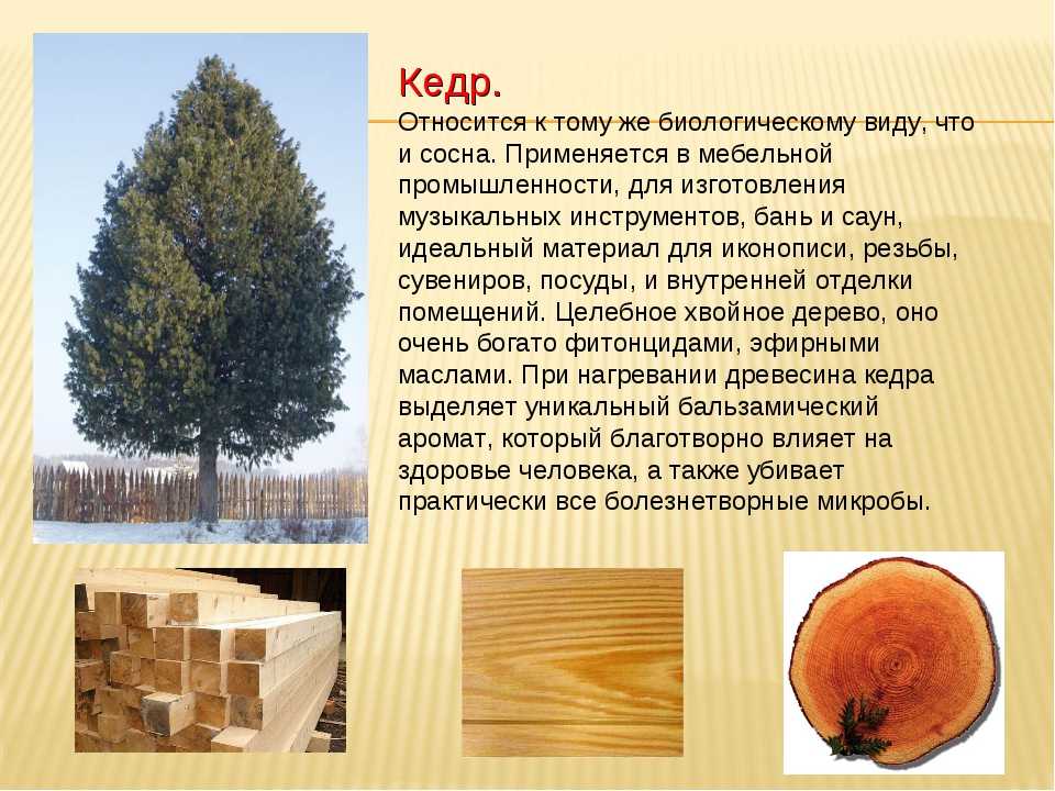 Дерево бук: описание. буковая роща :: syl.ru