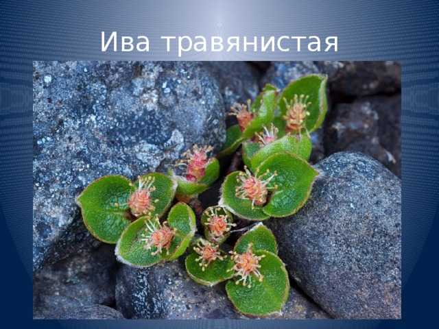 Ива: виды и сорта. посадка, выращивание и уход. фото — ботаничка.ru