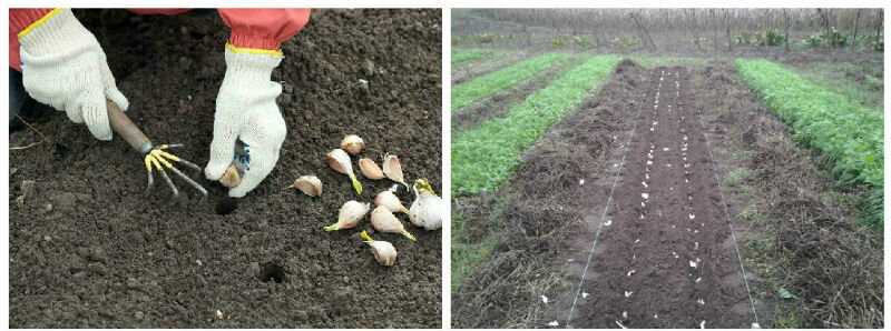 Удобрения для чеснока при посадке осенью: чем удобрить грядку при посадке озимого чеснока