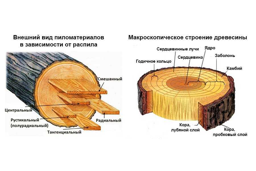 Какая функция у волокон древесины. Макроскопическое строение древесины сосны. Строение поперечного среза древесины. Строение древесины лиственных пород. Строение ствола хвойных пород дерева.
