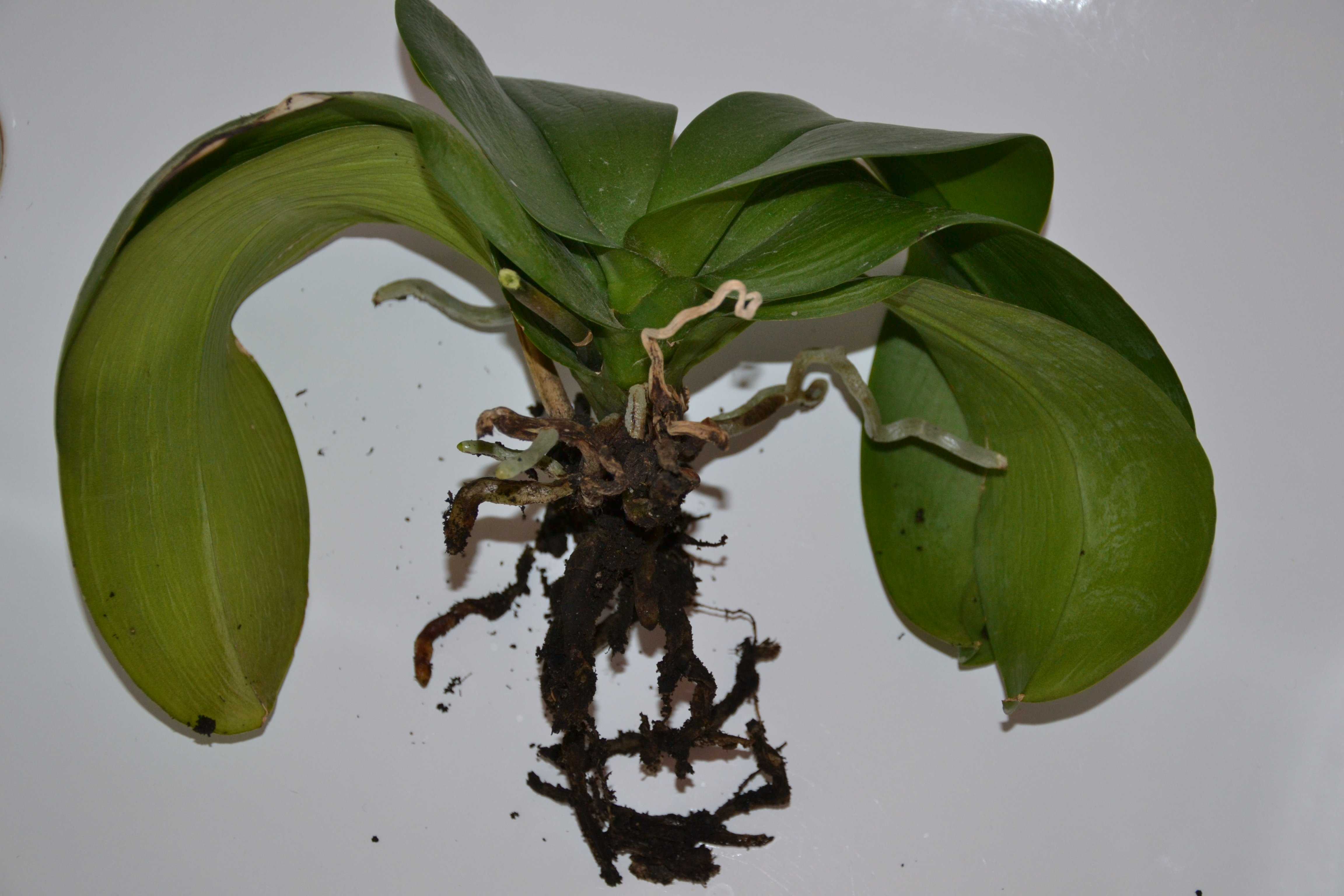 Как посадить орхидею без корней и укоренить отросток в воде, фото и видео