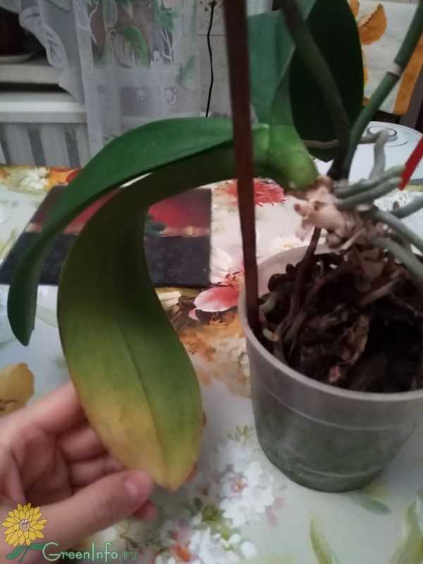 Выращиваем экзотический цветок на подоконнике – уход за орхидеей в домашних условиях