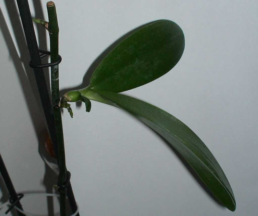 Как вырастить орхидею из корешка и можно ли таким способом размножить растение?