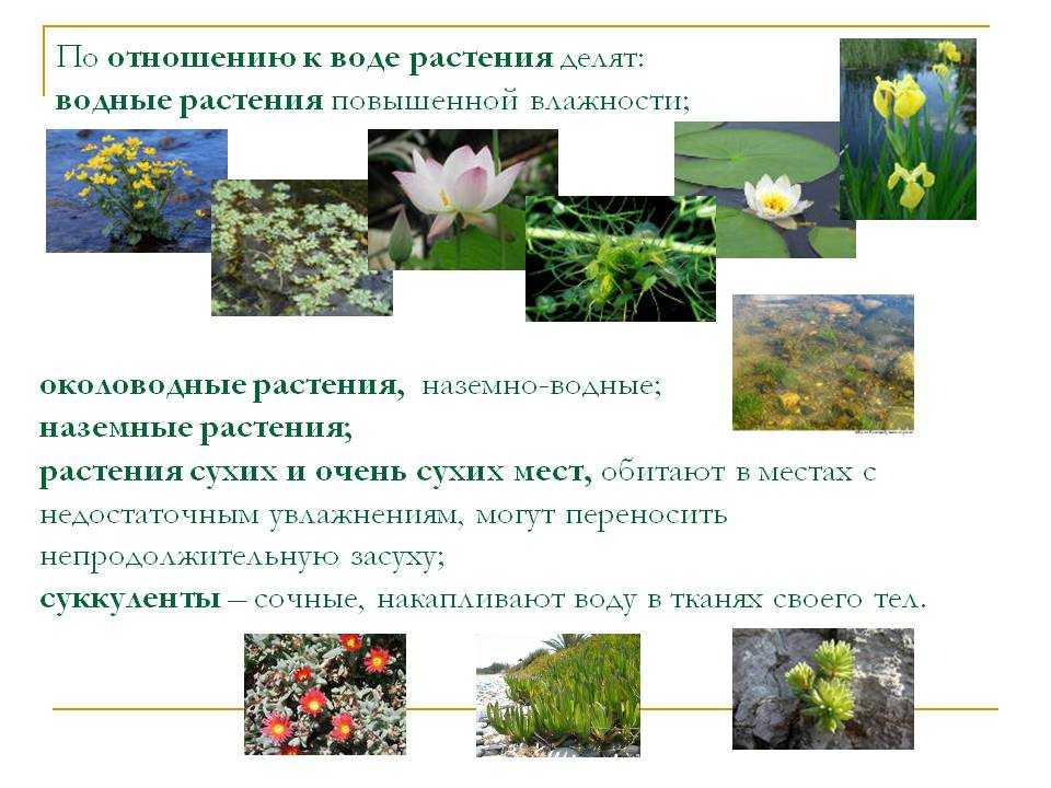 Растения и цветы для ландшафтного дизайна с названиями
 - 30 фото