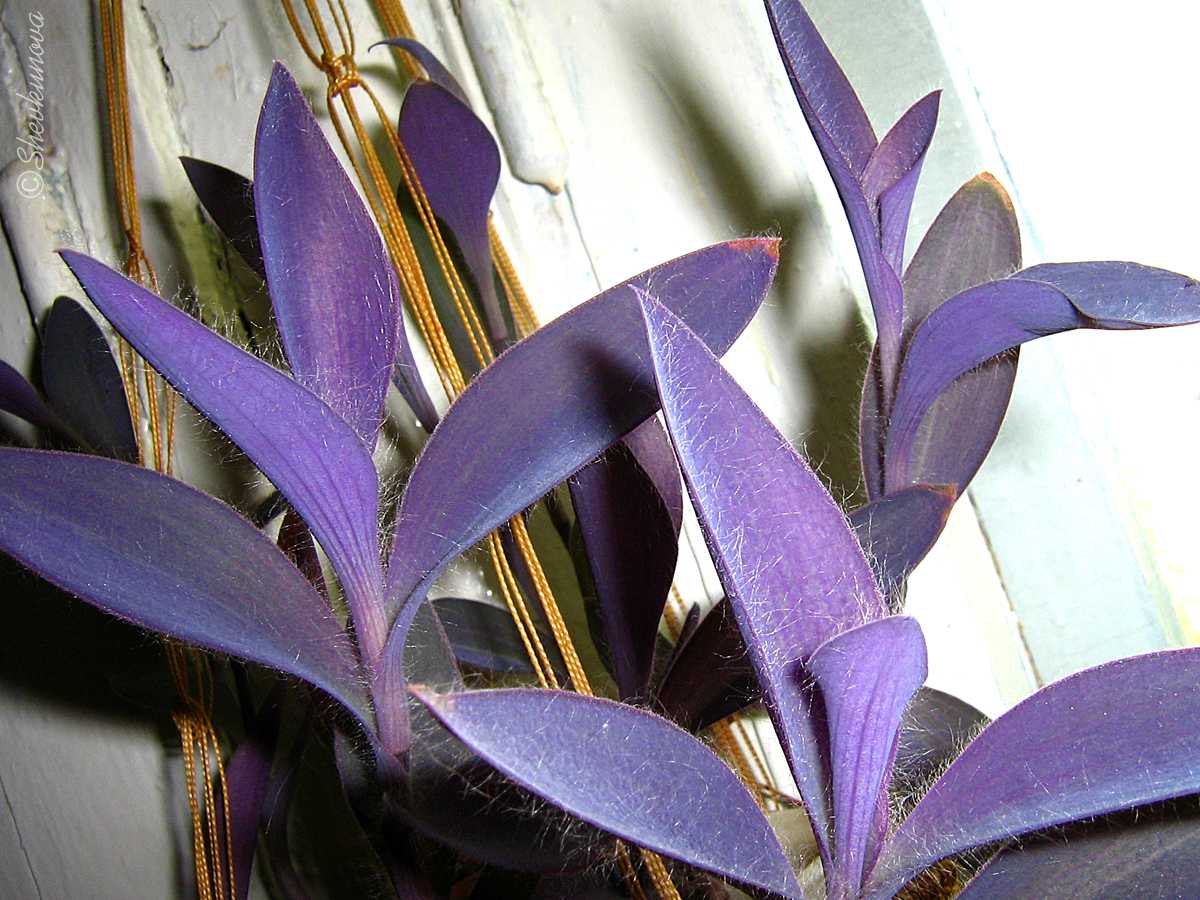 Самые необычные, редкие и удивительные растения мира