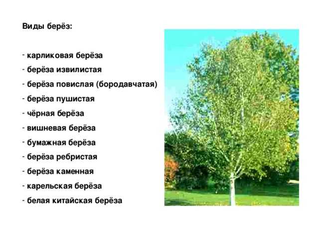 Сообщение о березе - внешний вид и отличия от других деревьев
