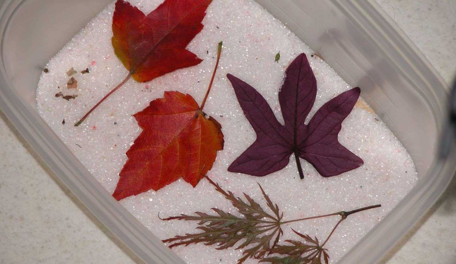 Как быстро высушить листья для гербария в духовке, микроволновке, утюгом? как высушить листья для поделок за 1 день? как высушить листья, букет цветов домашних условиях?