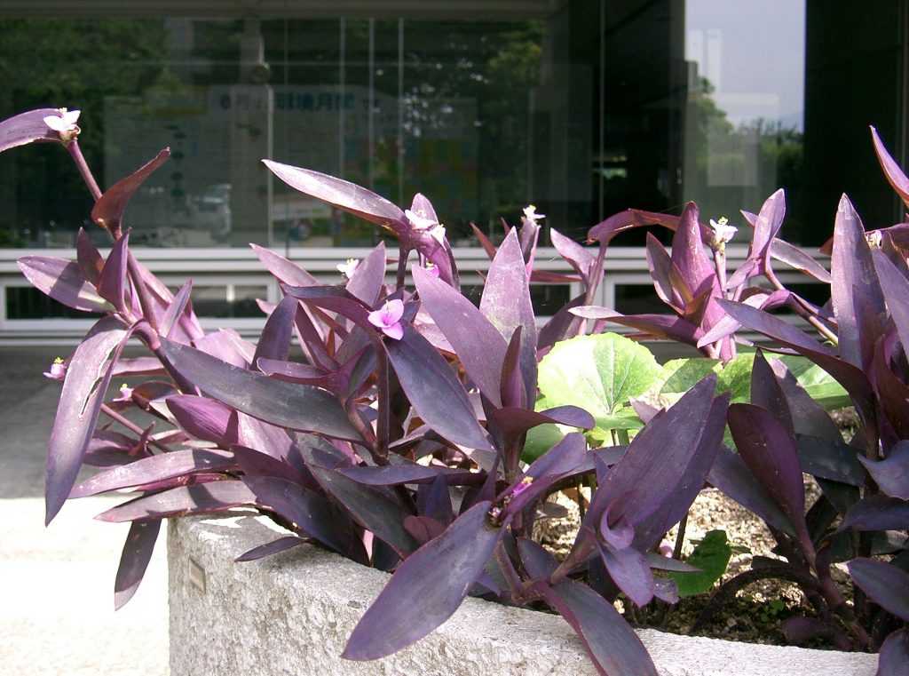 Распространенные цветы с фиолетовыми листьями представлены на этой странице с описаниями и рекомендациями по осуществлению ухода за ними
