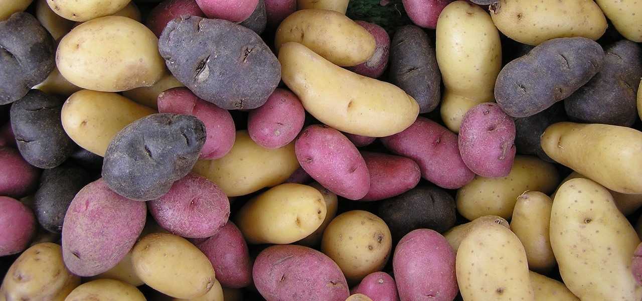 Какой сорт картофеля выбрать для посадки: фото, видео, как ухаживать за посадками в открытом грунте