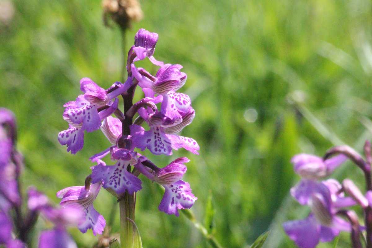 Садовая орхидея — сорта, особенности посадки и ухода