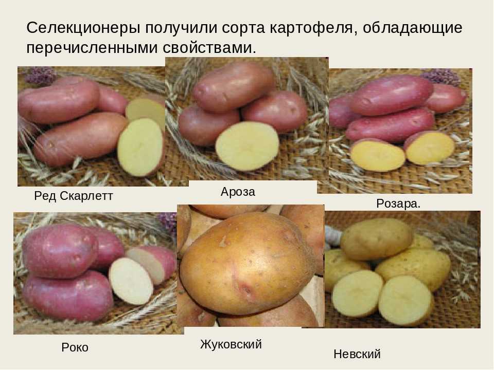 Сорта картофеля. классификация. виды, типы картошки. урожайность. подготовка почвы