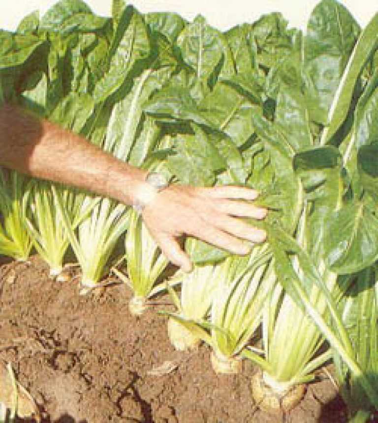 Цикорный салат витлуф (бельгийский / французский эндивий) - выращивание, размножение семенами и корнеплодами. почва, посев, высаживание, уход, лечение. болезни и вредители. сбор урожая