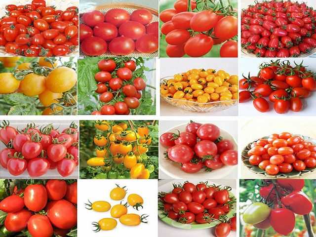 Чем отличаются детерминантные и индетерминантные сорта помидоров