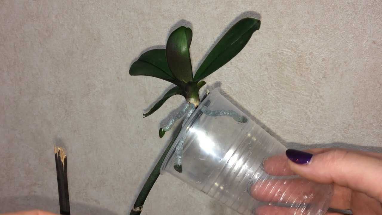 Как отсадить деток от орхидеи: как правильно и когда отделить и пересадить отросток с цветоноса, ствола или стебля, что делать, если цветок дал росток без корня