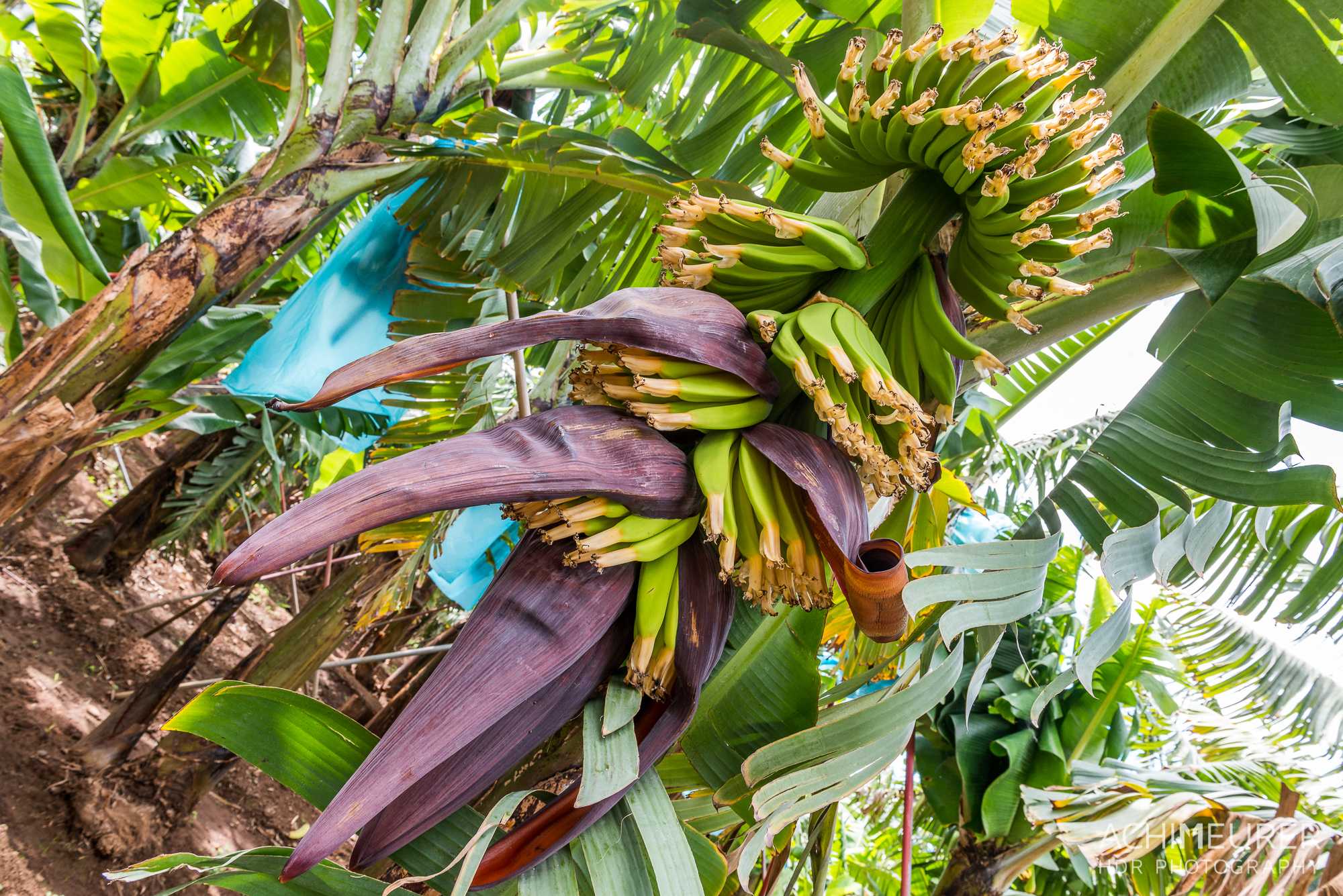 Банан Райский - Musa paradisiaca