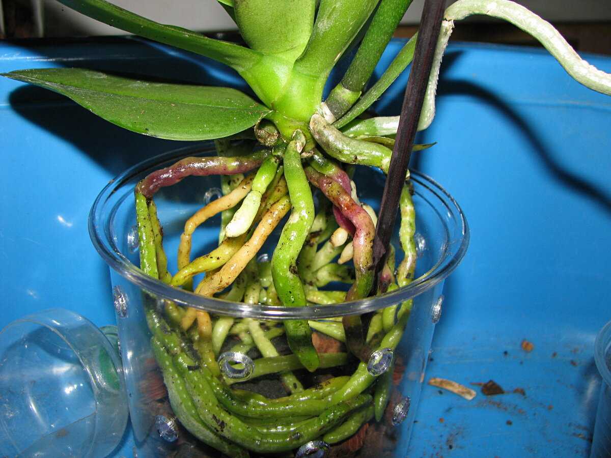 Как нарастить корни у орхидеи фаленопсис: рекомендации, как спасти растение и способы реанимации цветка в воде и над ней, а также последующий уход за любимцем selo.guru — интернет портал о сельском хозяйстве