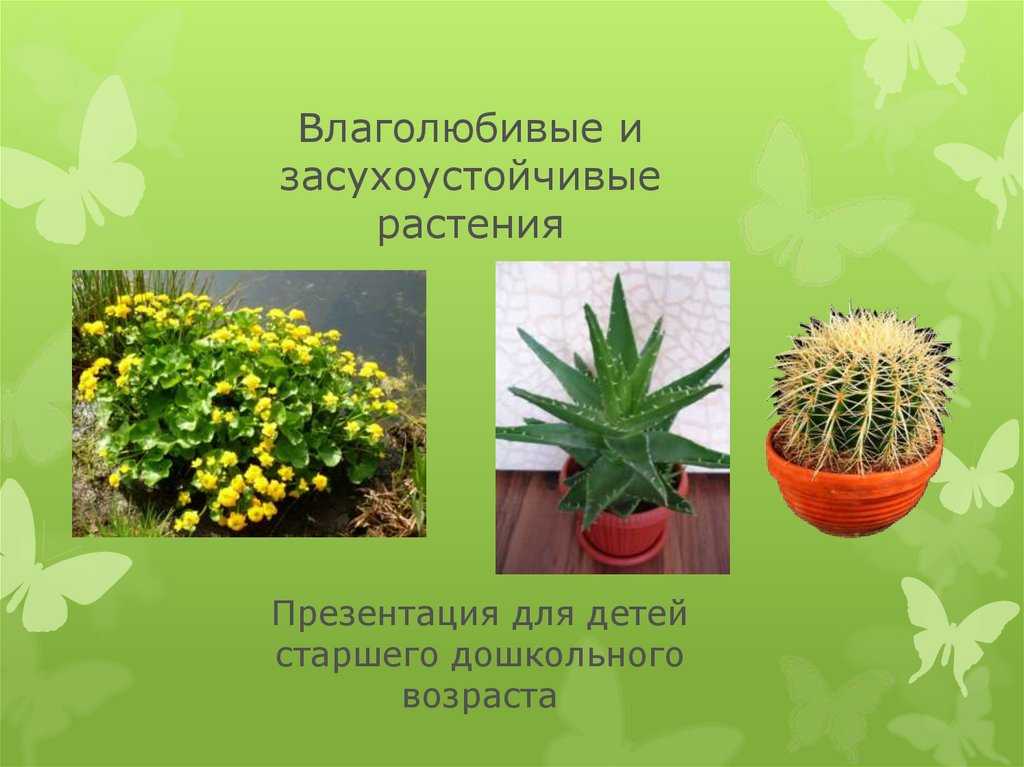 Влаголюбивые растения: примеры цветов и кустарников, правила посадки и ухода на даче