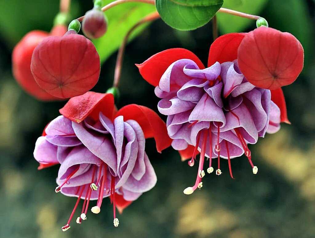 Garnet rosebud пеларгония