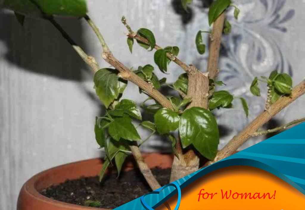 Гибискус Купера Hibiscus rosa-sinensis var cooperi: уход за растением, пересадка и обрезка, полезные свойства растения