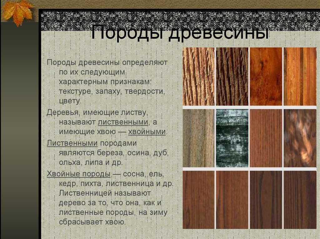 Дерево липа - фото и описание, посадка и уход, видео