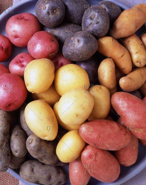 Картофель эволюшн: характеристика и описание селекции, способы выращивания и охват урожайности, фото
