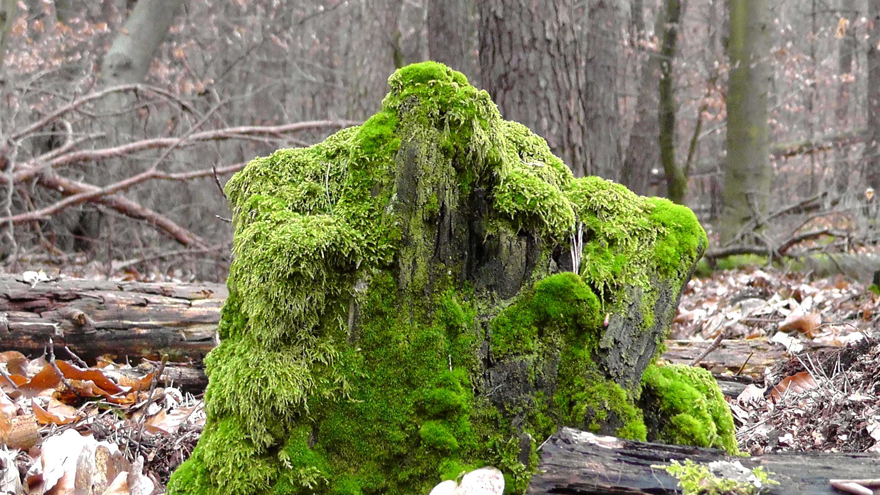 Лишайник на камнях в лесу
