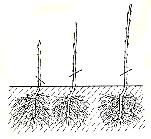 Красная смородина: посадка и уход в открытом грунте, как правильно посадить весной саженцами, осенью