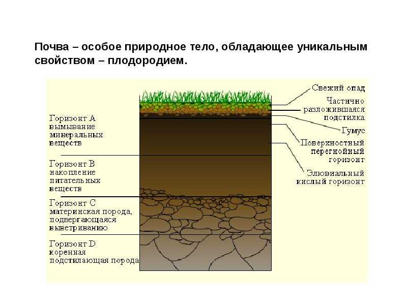 Почвы горных областей - условия почвообразования