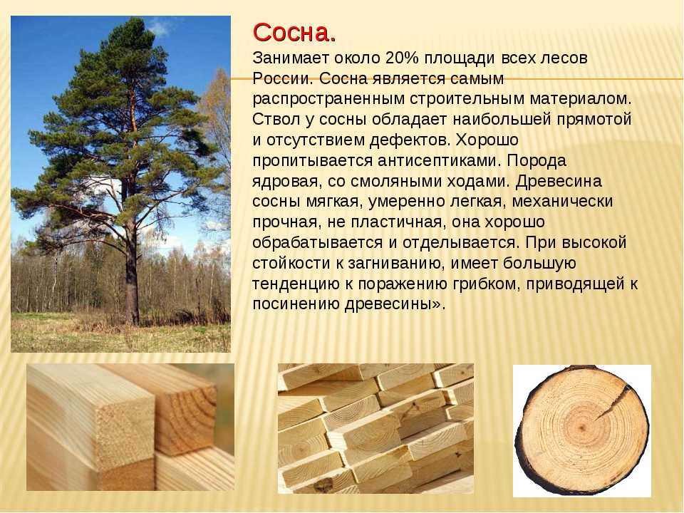 Важнейшие характеристики древесины Разновидности бука, их описание и особенности Места произрастания дерева
