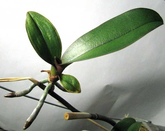 Размножение орхидей цветоносами в домашних условиях: как помочь цветку вырастить детку, можно ли размножать в бутылке, фото и видео от специалистов