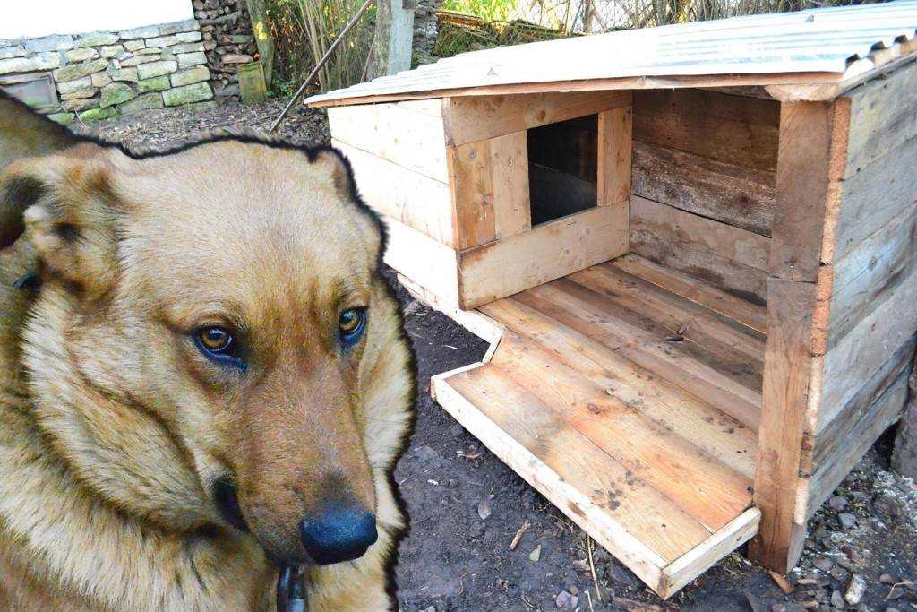 Создаём уют для питомца: подстилка в будку для собаки своими руками