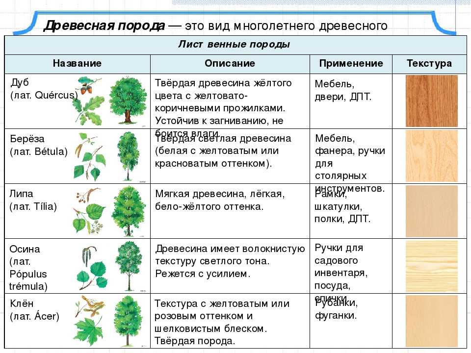 Значение роста в жизни растений 5. Описание древесины таблица. Образцы пород древесины название и свойства. Породы древесины таблица. Основные породы деревьев.