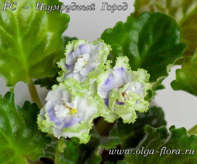 Зеленые фиалки: фото и названия сортов с цветками бело-изумрудного цвета и каймой
