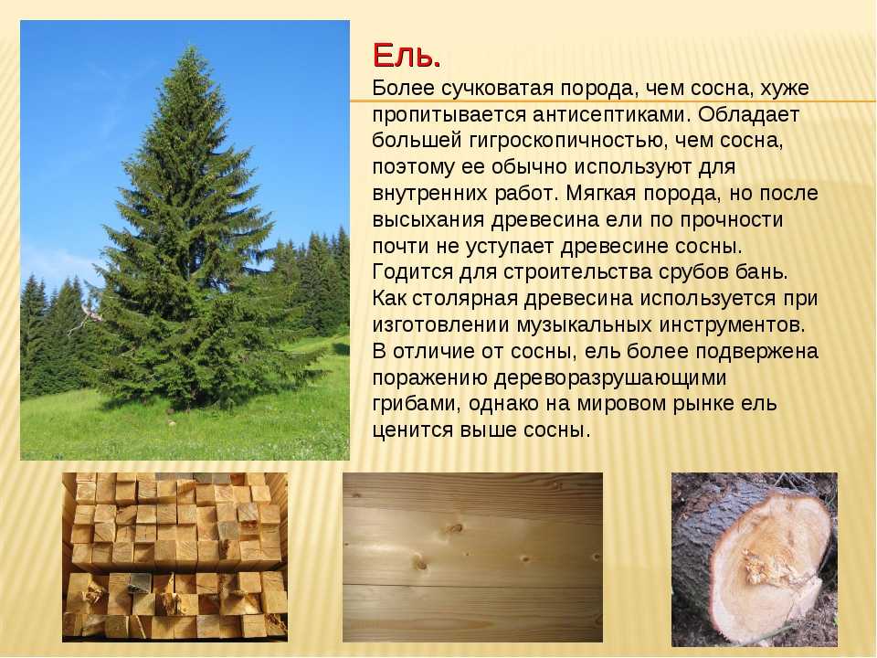 Бук европейский (лесной): описание, где растет, как вырастить, фото