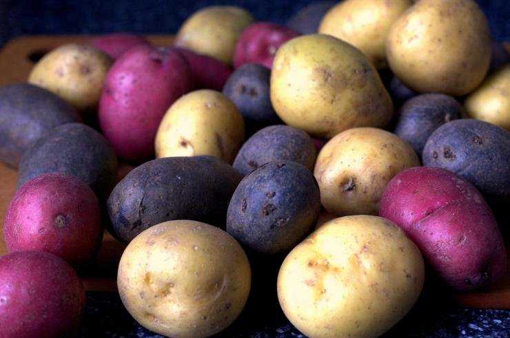 Картофель «эволюшн» — описание сорта, фото, отзывы и достоинства, секреты выращивания