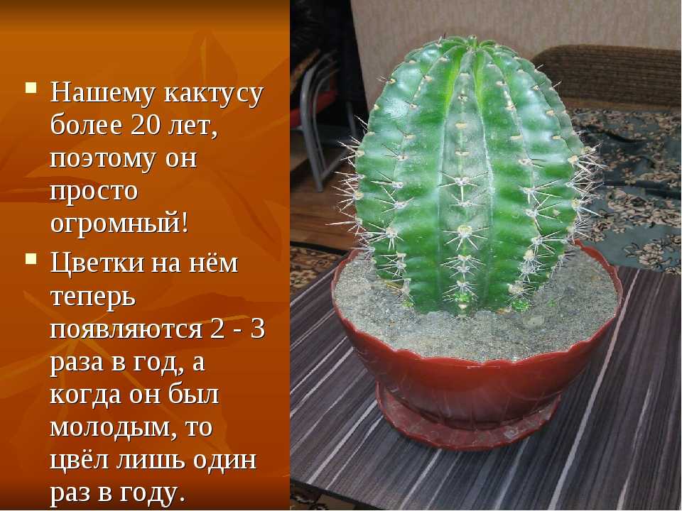 10 интересных фактов о кактусах