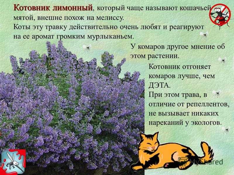 Котовник: выращивание, размножение, полезные свойства