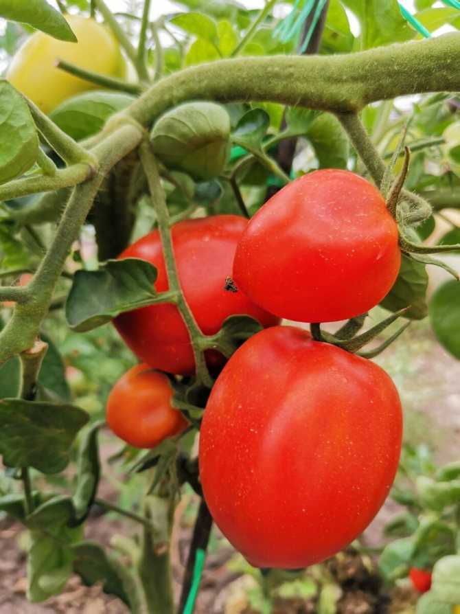 Детерминантные, индетерминантные сорта томатов. преимущества и недостатки