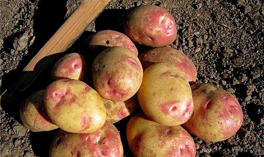 Топ-10 лучших сортов картофеля, как ранние и поздние сорта картофеля правильно?!