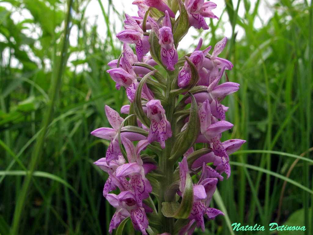 Дикие орхидеи. орхидеи в природе (фото)