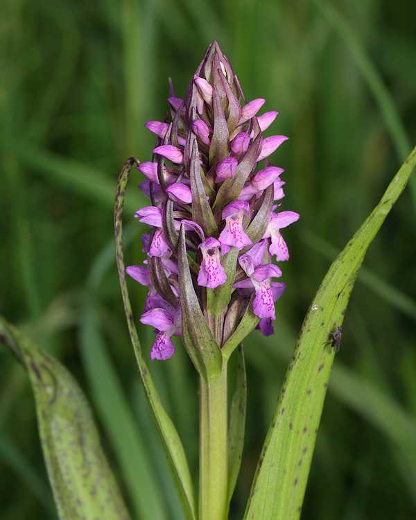 Северные орхидеи |блог об орхидеях
