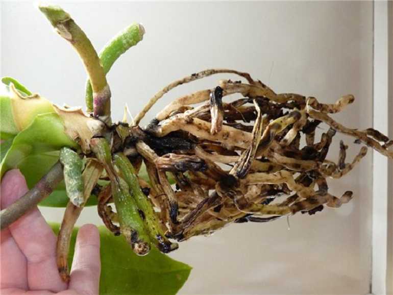 Орхидея без корней: видео о том, что делать, чтобы их нарастить в тепличке с помощью янтарной кислоты и дальнейший уход