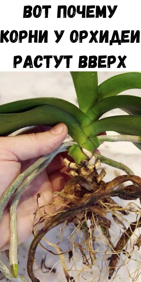 Как нарастить корни у детки орхидеи, отрастить их на цветоносе и вырастить новую орхидею?