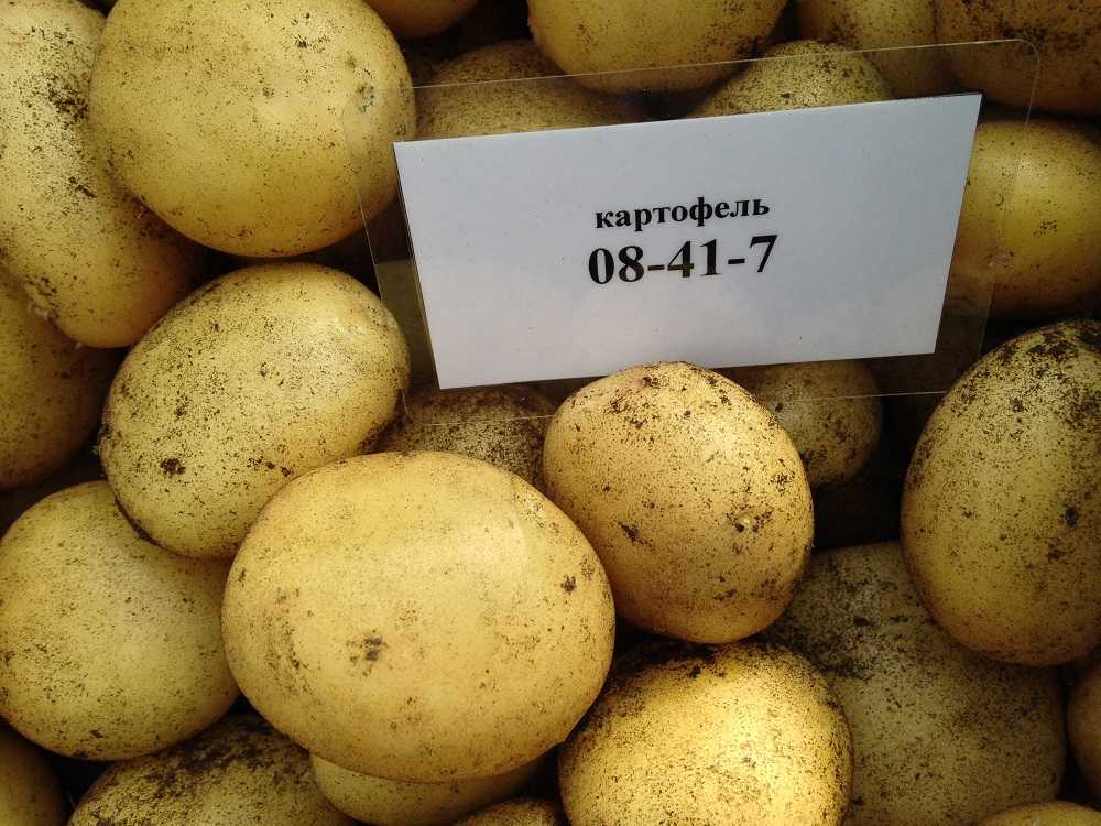 12 лучших сортов картофеля для средней полосы