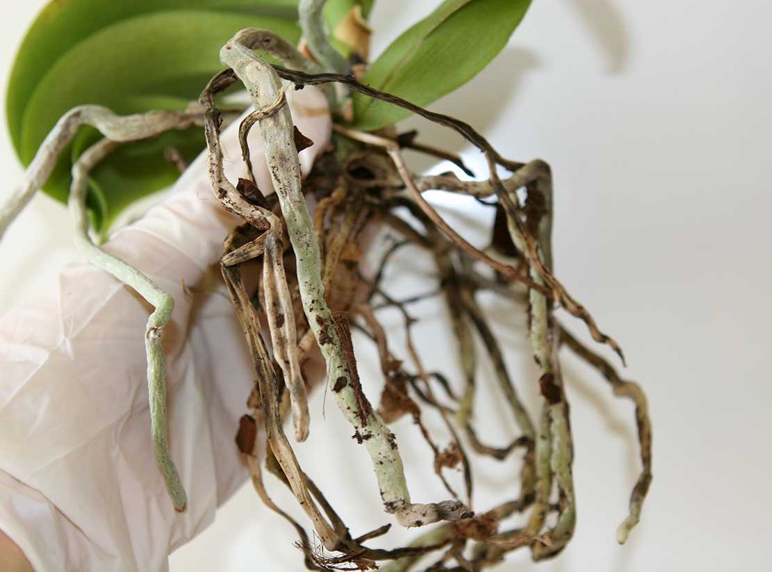 Как использовать корневин для орхидей: можно ли им поливать, как применять и разводить, наращивать корни, отзывы от цветоводов