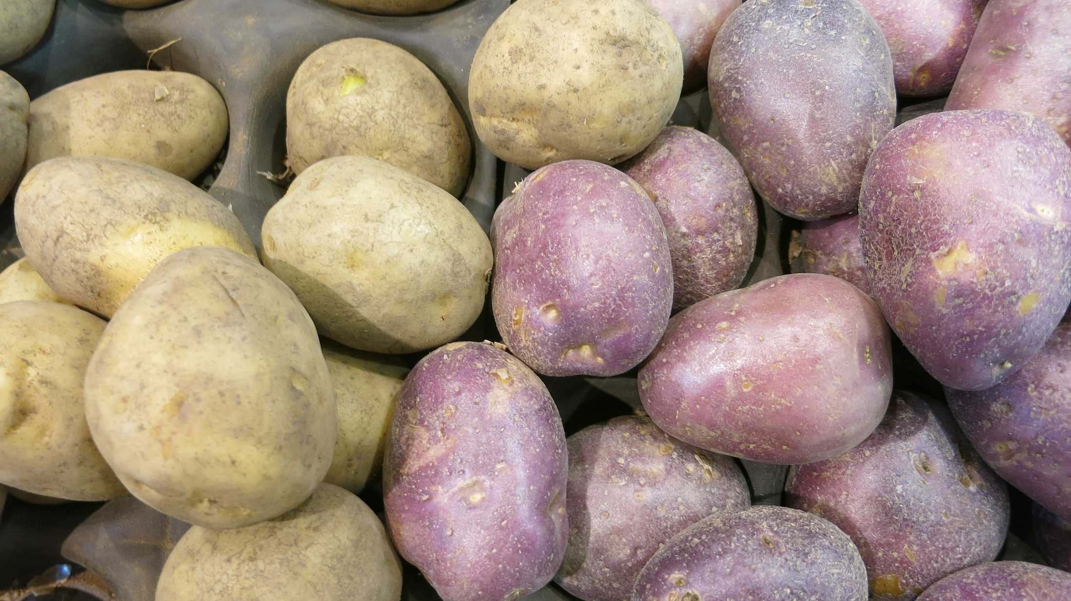 Описание сорта картофеля эволюшн