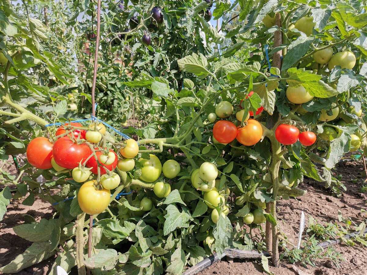 Детерминантные и индетерминантные помидоры в теплице и открытом грунте: пасынкование, формирование, уход