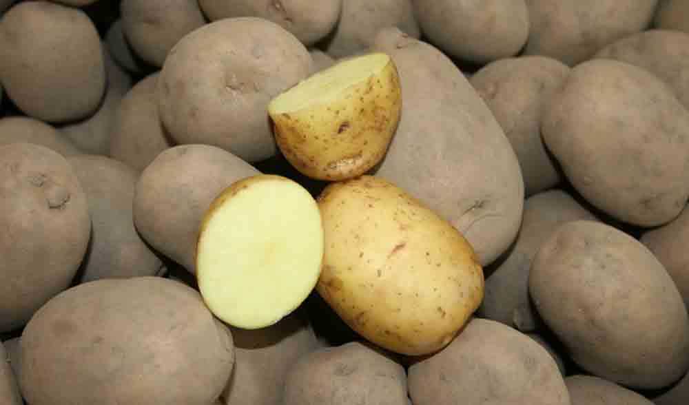 Лучшие вкусные сорта картофеля: их выбор и описание