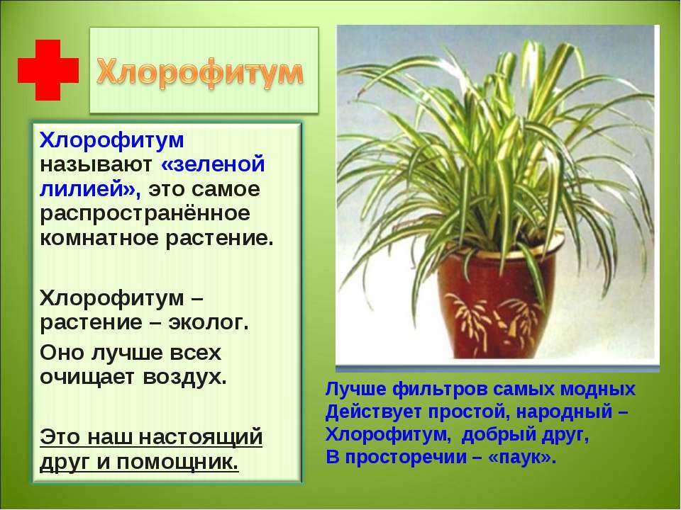 ✅ почему у хлорофитума желтеют и сохнут листья - питомник46.рф