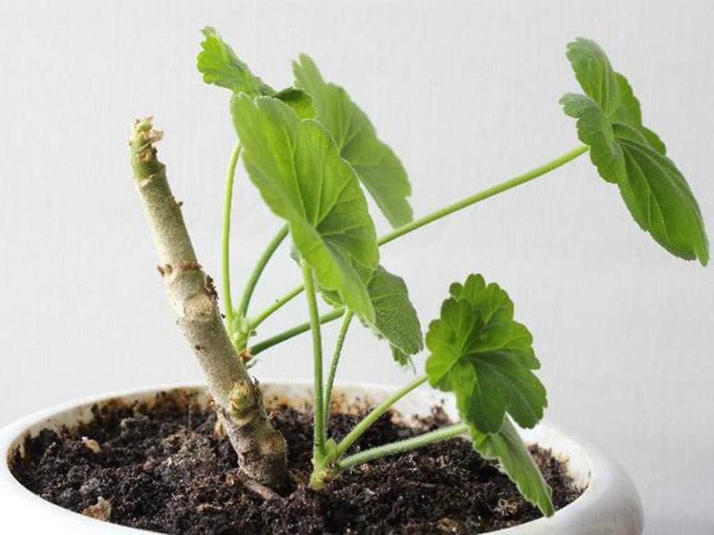 Размножение герани: как правильно посадить отросток без корней в землю или дождаться их появления в воде?